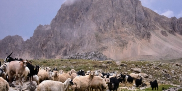 dersim koyun