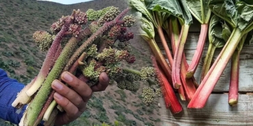 sadece-1-ay-yetisiyor-fiyati-cep-yakiyor-kilosu-250-tlye-satiliyor-pazarda-goren-poset-poset-aliyor.jpeg