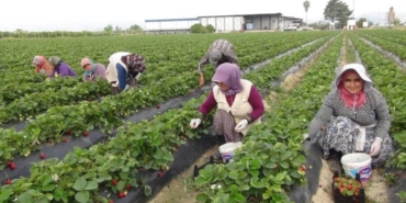 silifkede-baslayan-hasat-savas-cikartir-rusya-ukrayna-ve-katar-satin-almak-icin-siraya-girdi-lept.jp_.jpeg