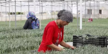 turkiyede-hasat-yapildi-ilk-defa-antalyada-uretildi-yurt-disina-kapis-kapis-satiliyor-ptbg.jpg