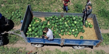yesil-altinda-hasat-basladi-tarlada-9-liradan-satiliyor-son-1-hafta-kaldi-fiyatlari-ucusa-gececek-tq.jpeg