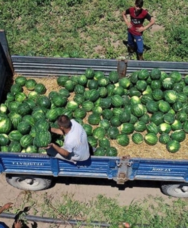 yesil-altinda-hasat-basladi-tarlada-9-liradan-satiliyor-son-1-hafta-kaldi-fiyatlari-ucusa-gececek-tq.jpeg