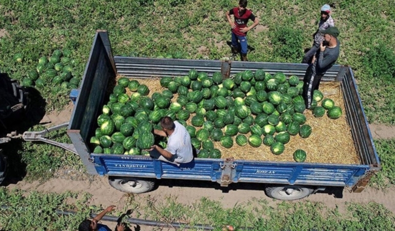 yesil-altinda-hasat-basladi-tarlada-9-liradan-satiliyor-son-1-hafta-kaldi-fiyatlari-ucusa-gececek-tq.jpeg