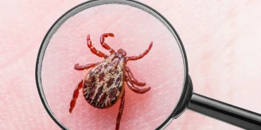 4226-uzmanlar-kene-ile-ilgili-uyardi-bircok-virus-bulastirabilir.jpg